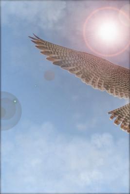 RETURN AS A BIRD (Novela) | LectorTMOo